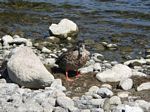 new_zealand__2007____1220___duck_on_lake_te_anau
