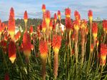 new_zealand__2007____1391___red_hot_pokers
